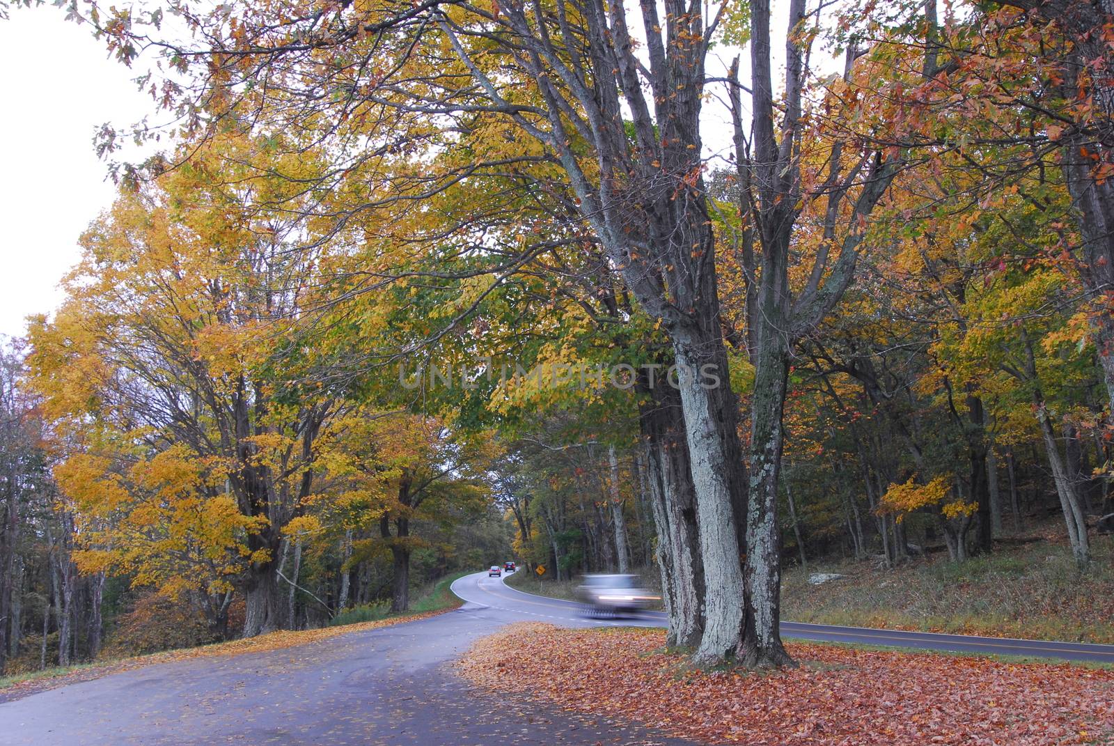 Fall Colors of autumn in Skyline Drive Shenandoah National Park Virginia