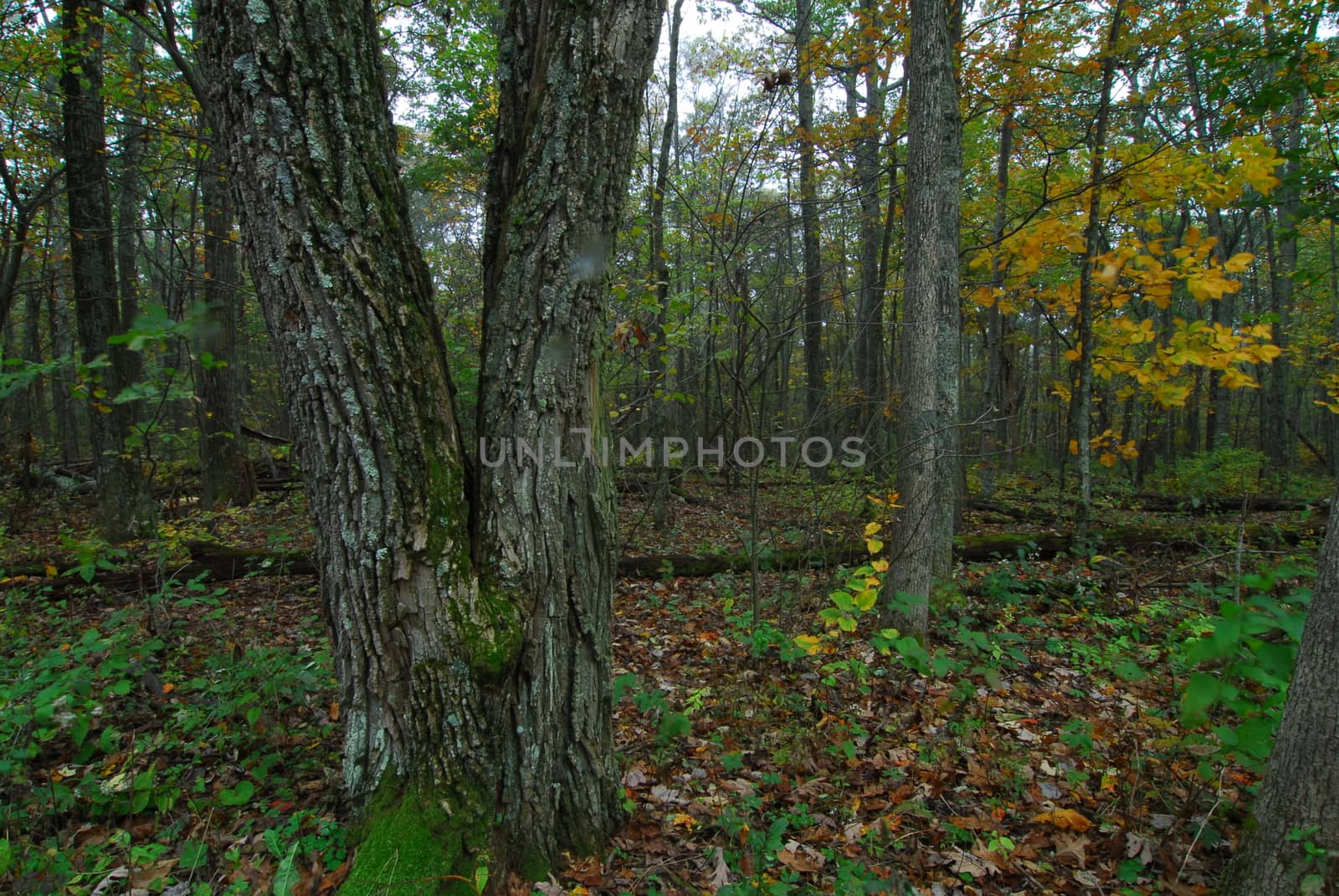 green trees growing in a dense forest jungle