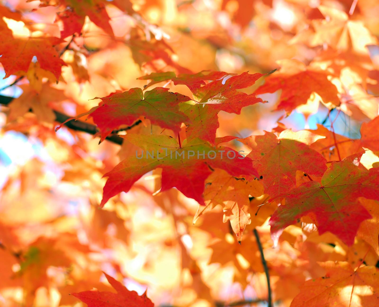 Orange Fall Foliage colors of Maple tree in Autumn