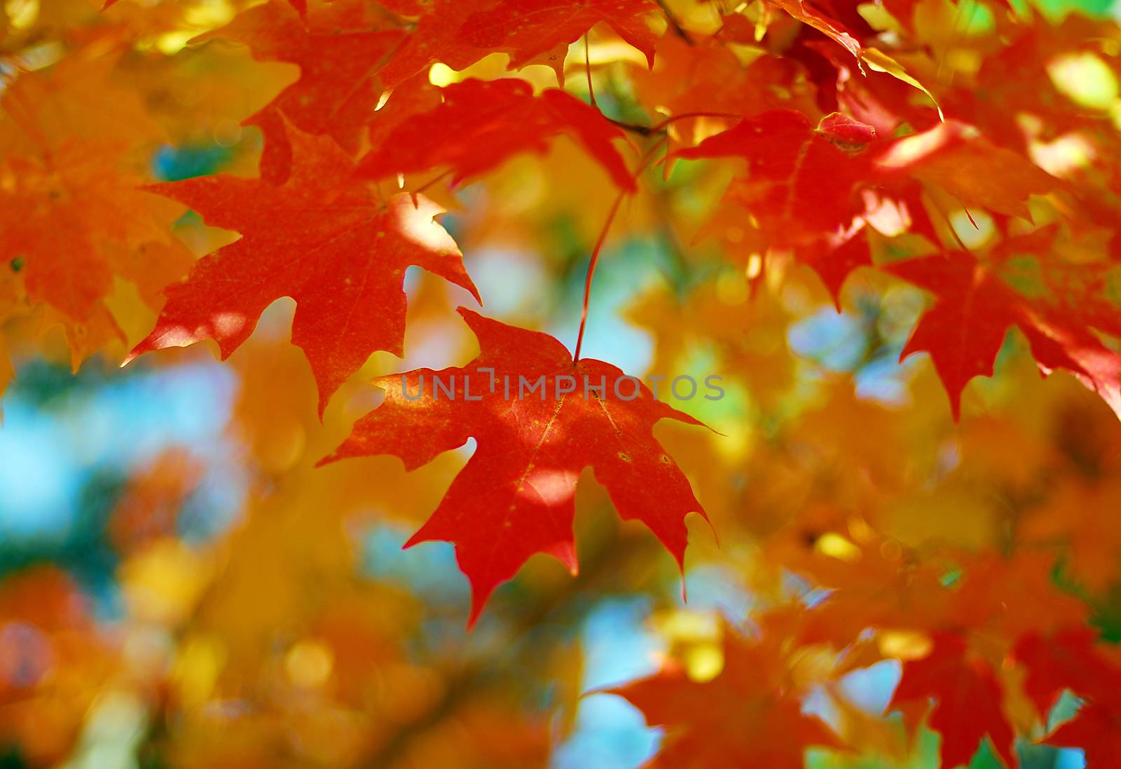 Orange Fall Foliage colors of Maple tree in Autumn