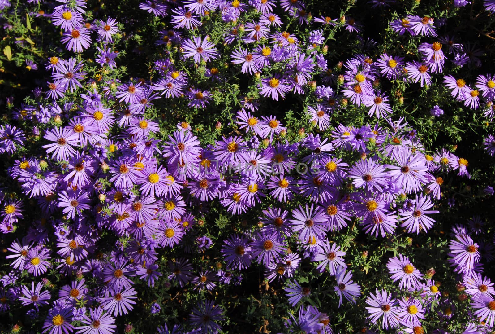 yellow Purple small Flower cluster in bloom