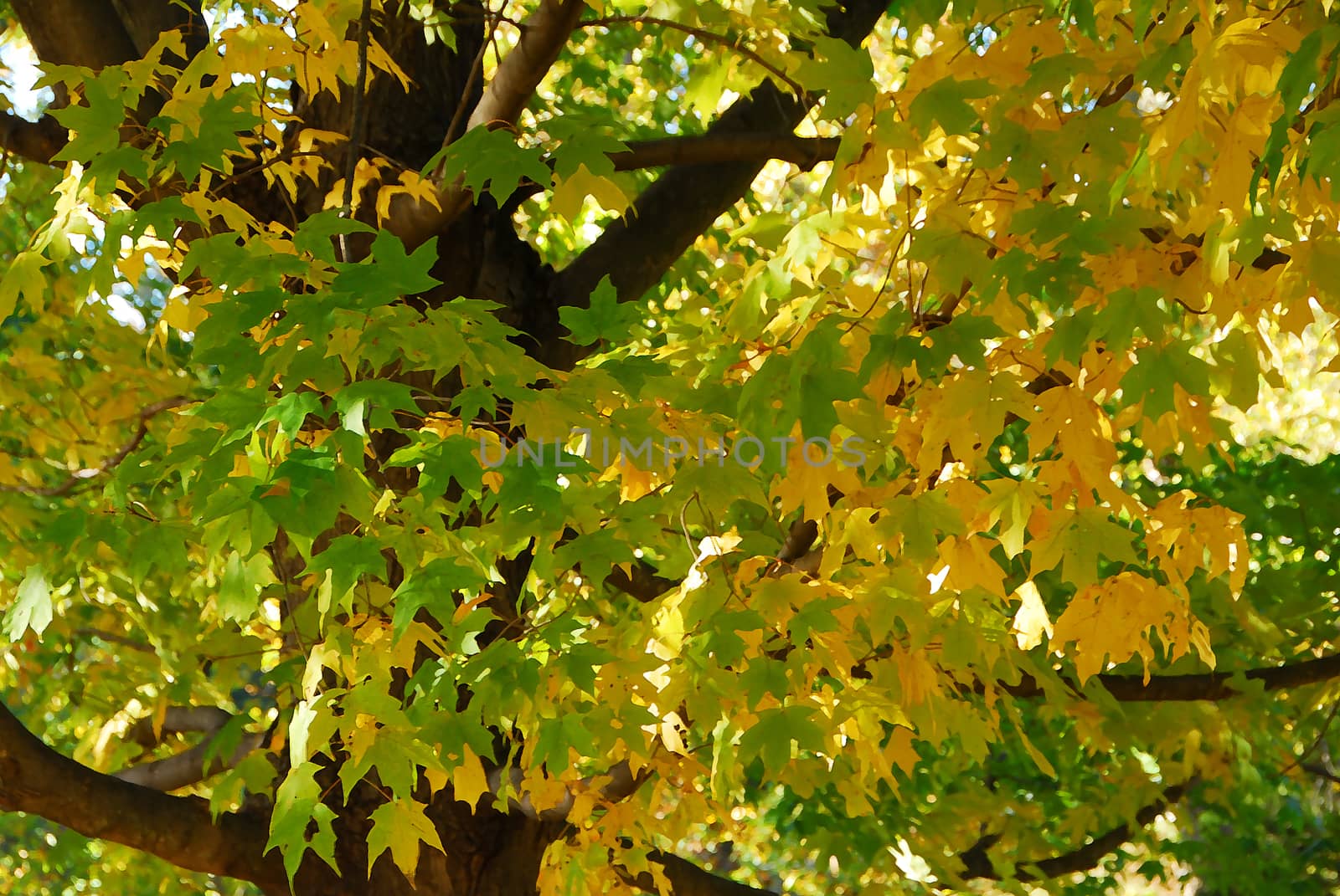 yellow green Fall Foliage colors of tree in Autumn