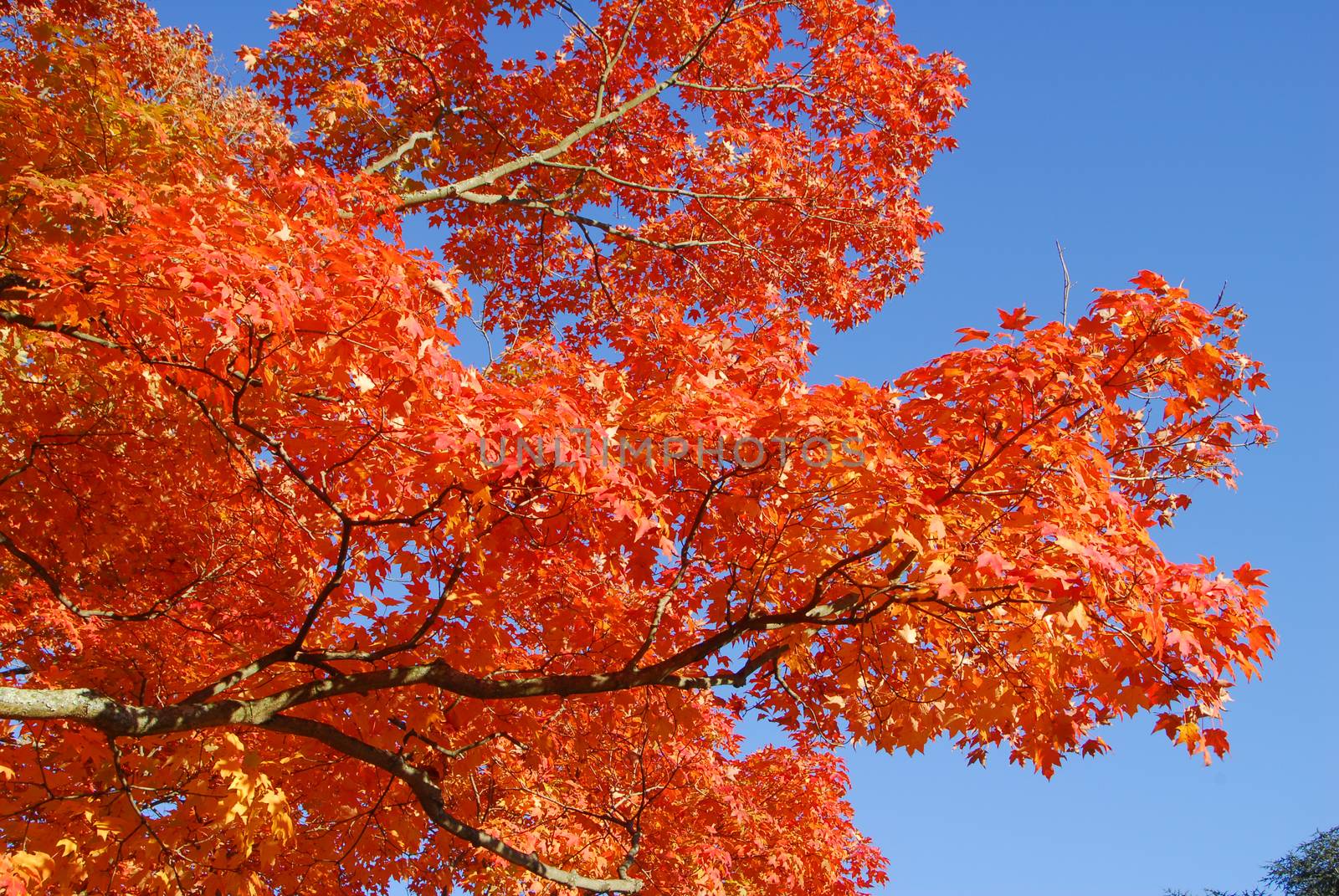 Orange Fall Foliage colors of Maple tree in Autumn