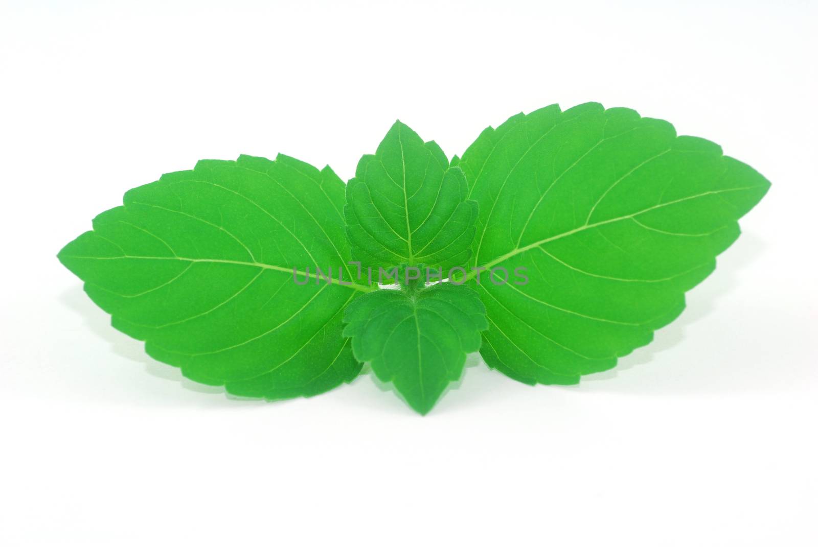 tender young leaves of fresh green holy basil tulsi Ocimum tenuiflorum herb for flavor