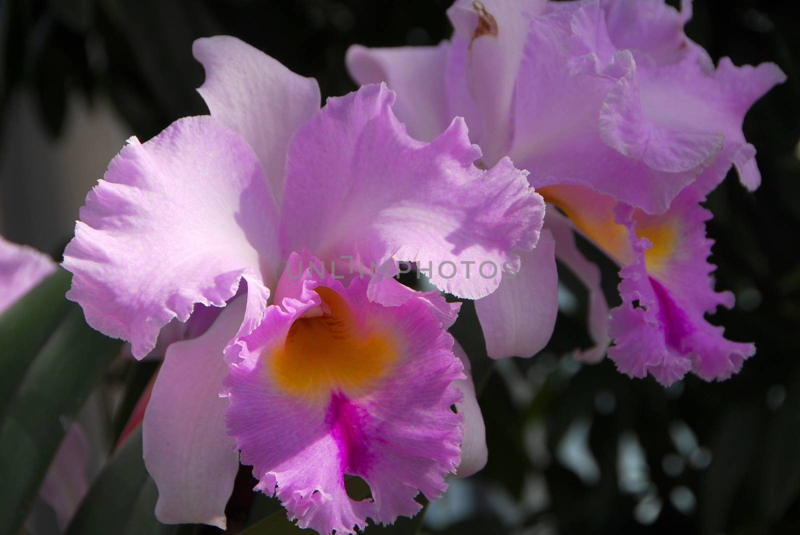 cattleya pink yellow orchid flower in bloom in spring