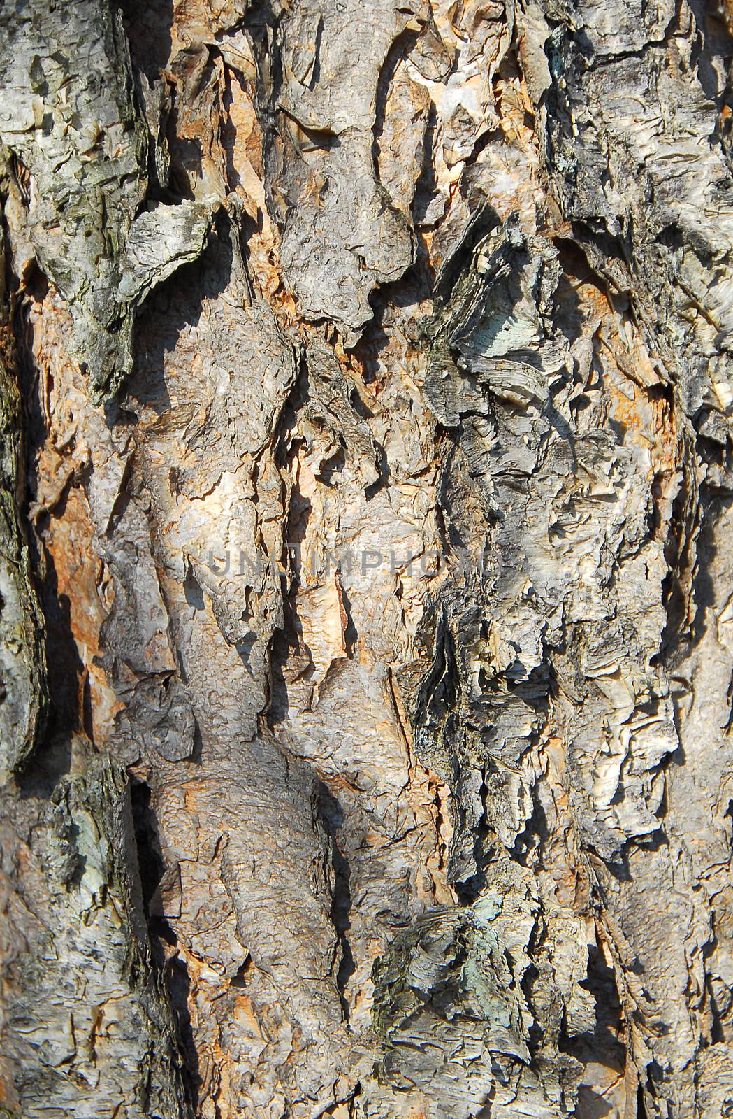 isolated closeup of brown Tree Bark Texture Background