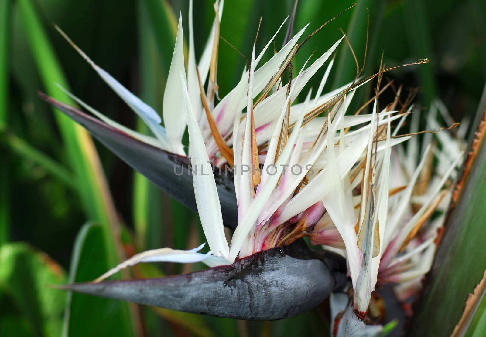 Giant White Bird of Paradise flower by nikonite