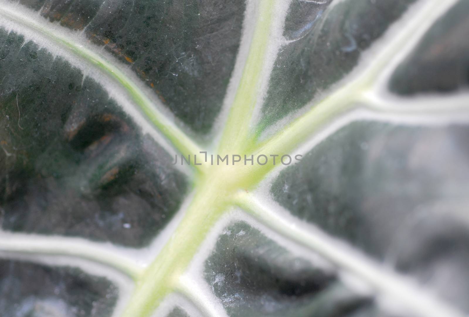 Green alocasia Plant Leaves by nikonite