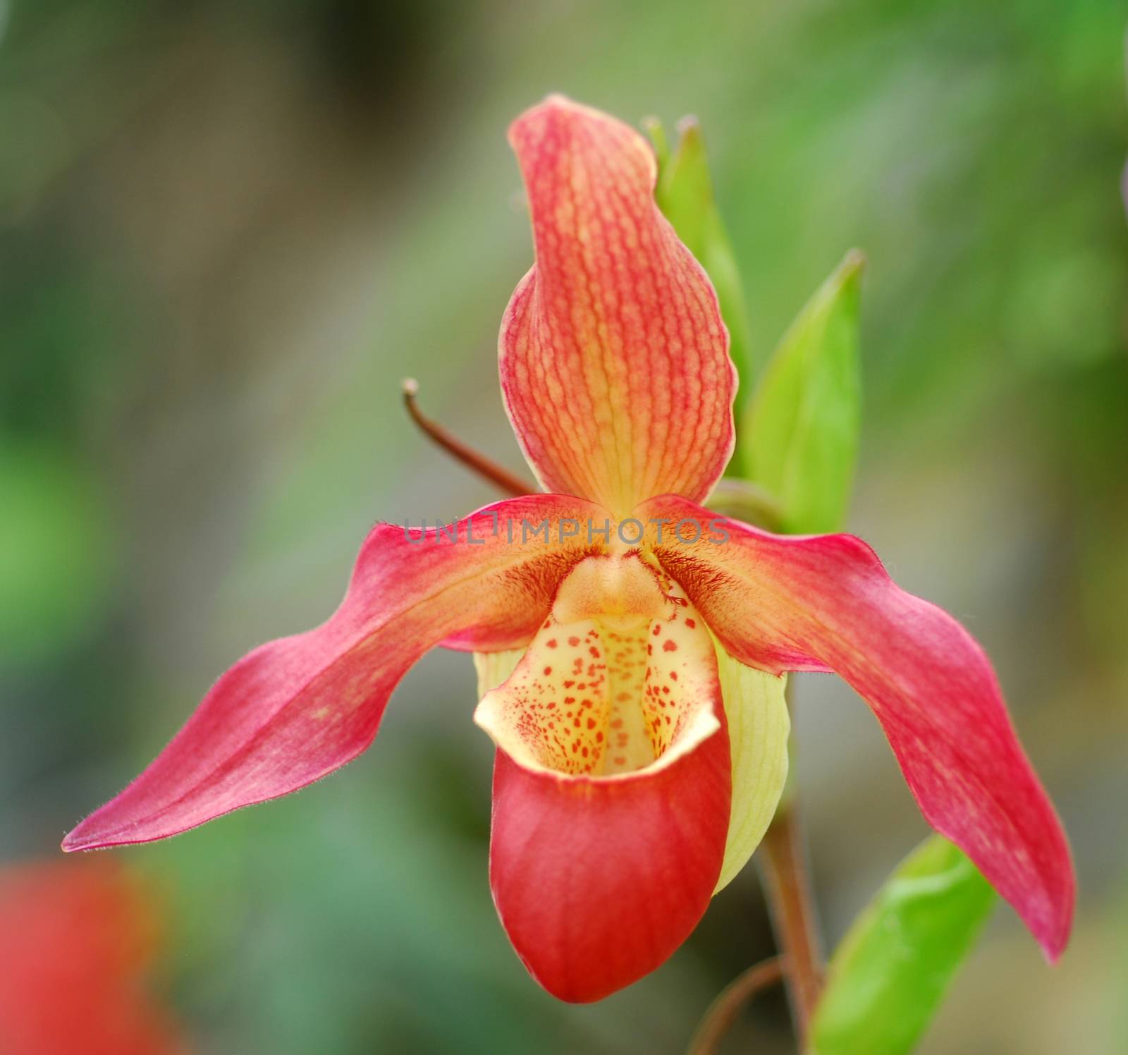 bright red cattleya orchid flower in bloom