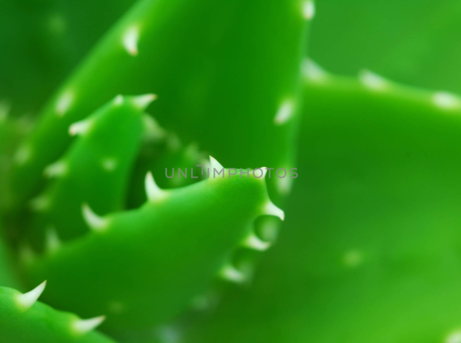 aloe vera succulent plant with green fleshy leaves used in skin cosmetics