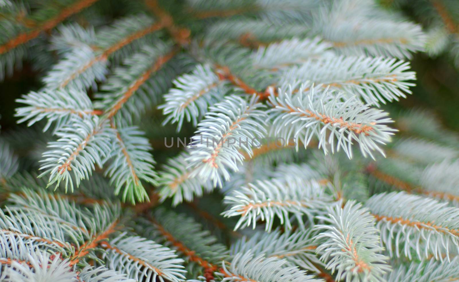 Green white Spruce Plant Leaves by nikonite