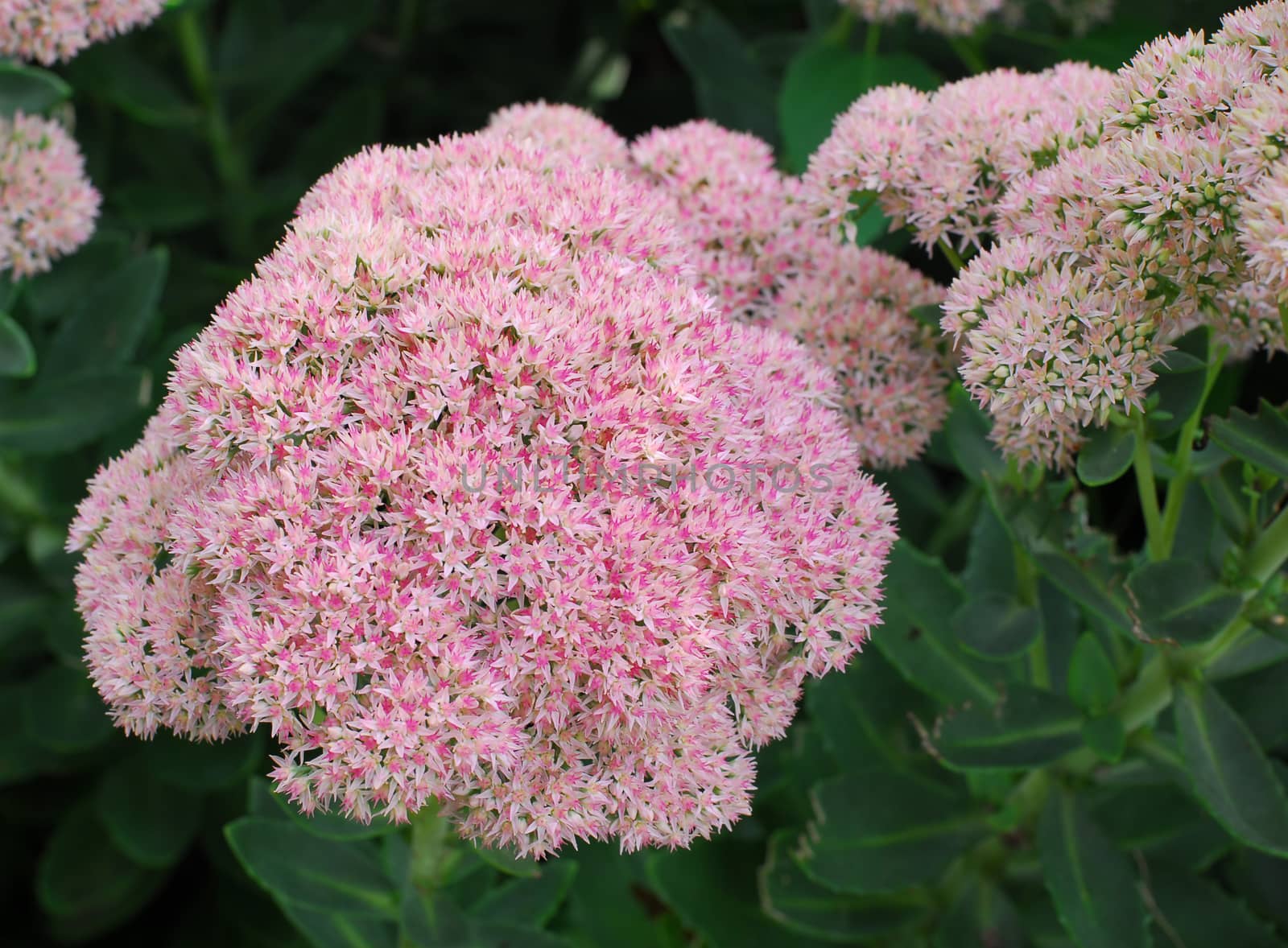 small pink white flowers cluster in bloom