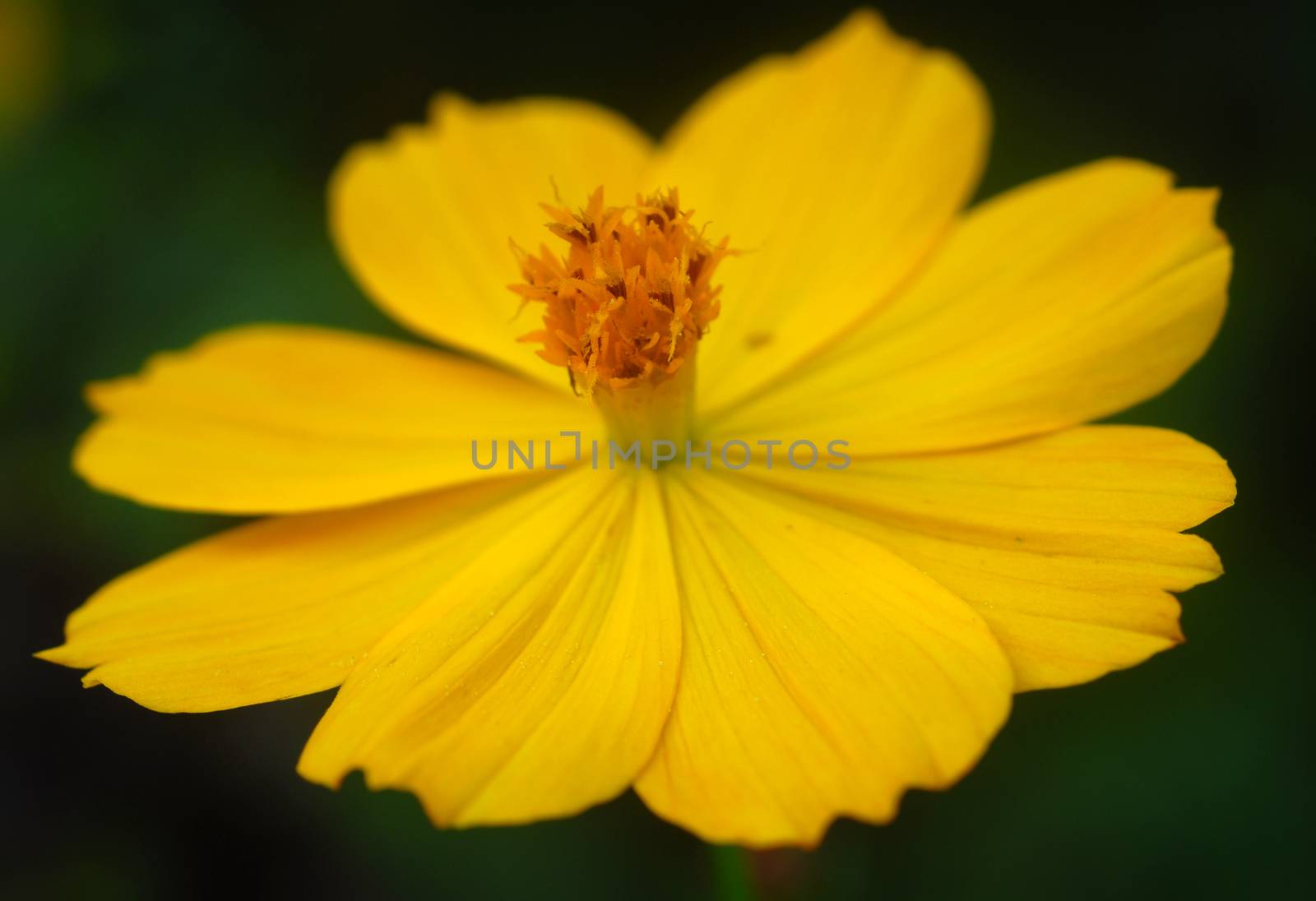 yellow color Flower in bloom in spring