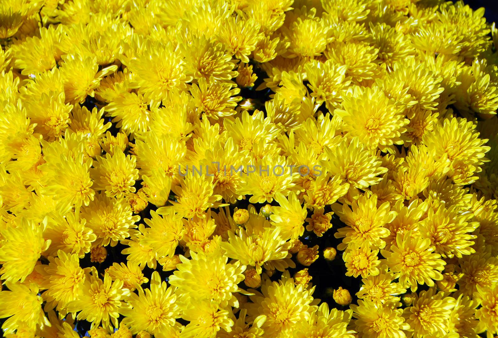 yellow color chrysanthemum Flower in bloom in spring
