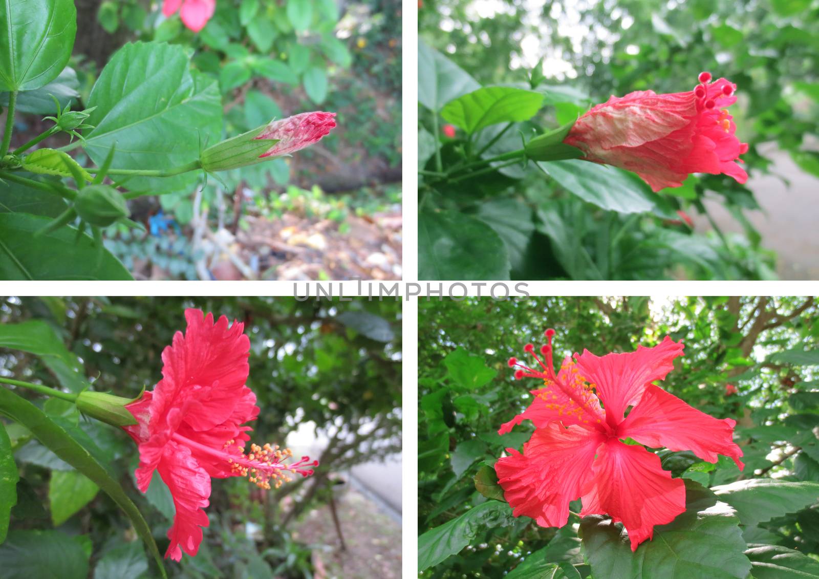 Time-lapse series of a hibiscus flower opening