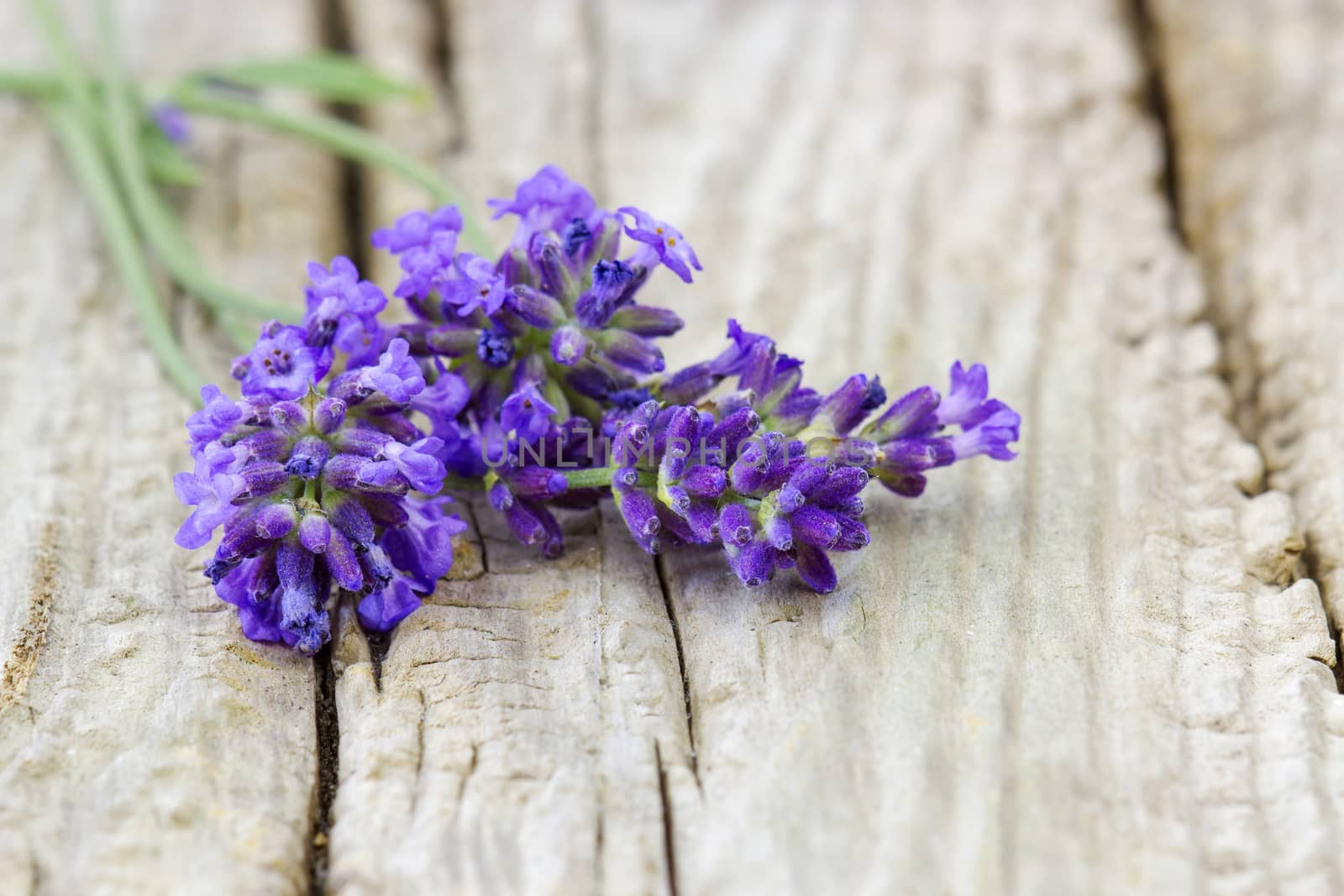 lavender flowers on wooden background