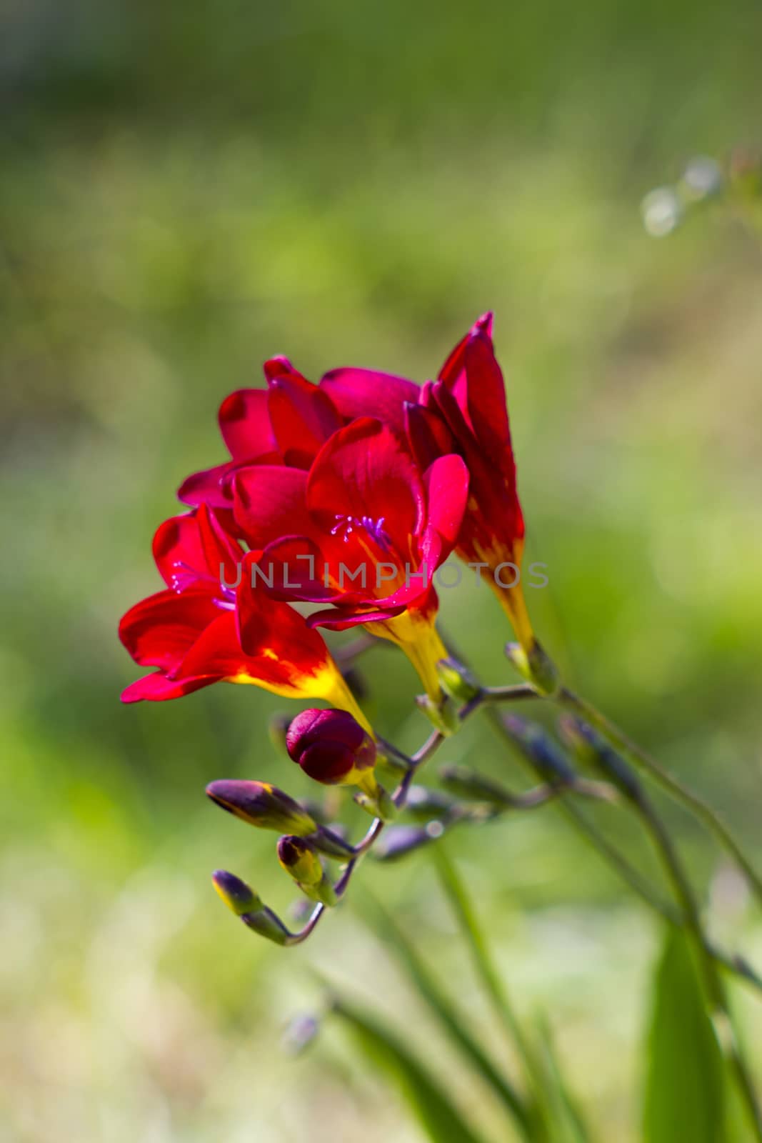 red freesia in the garden