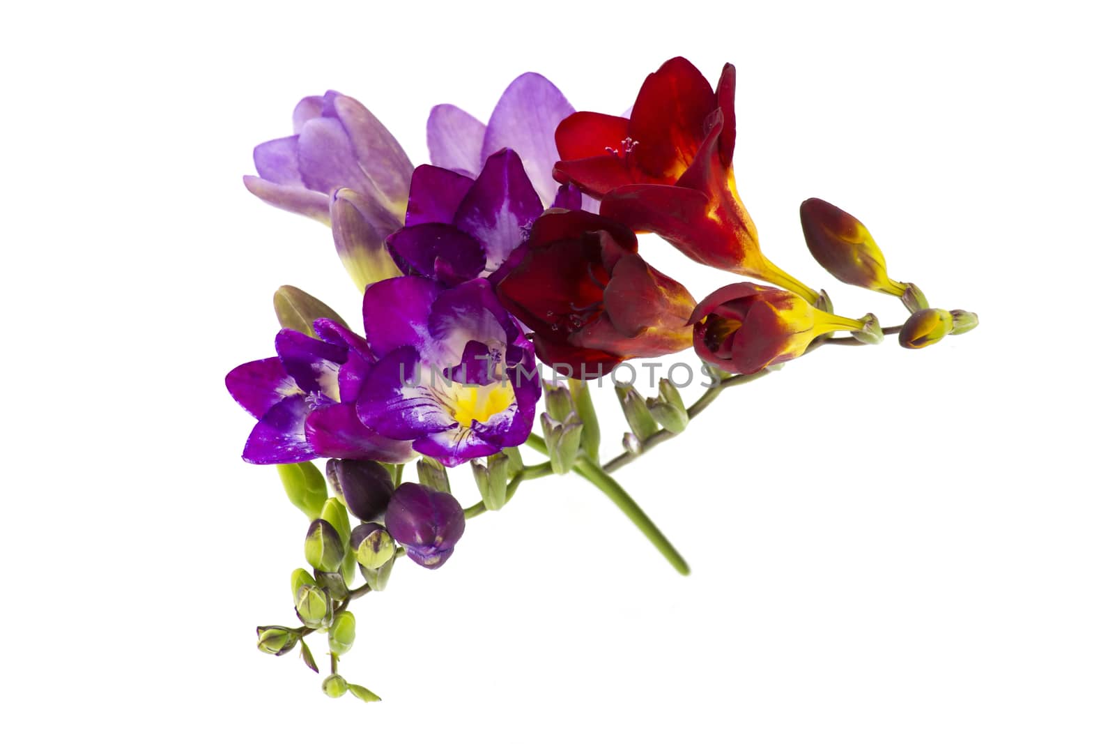 Blooming Freesia. Isolated on white background.