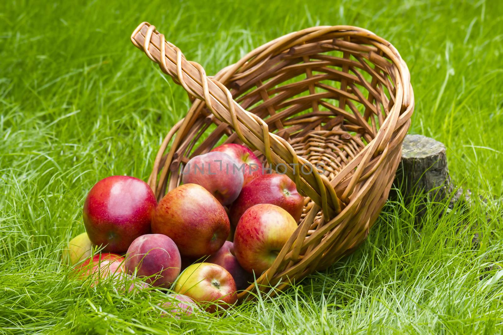 fruits in a basket in summer grass