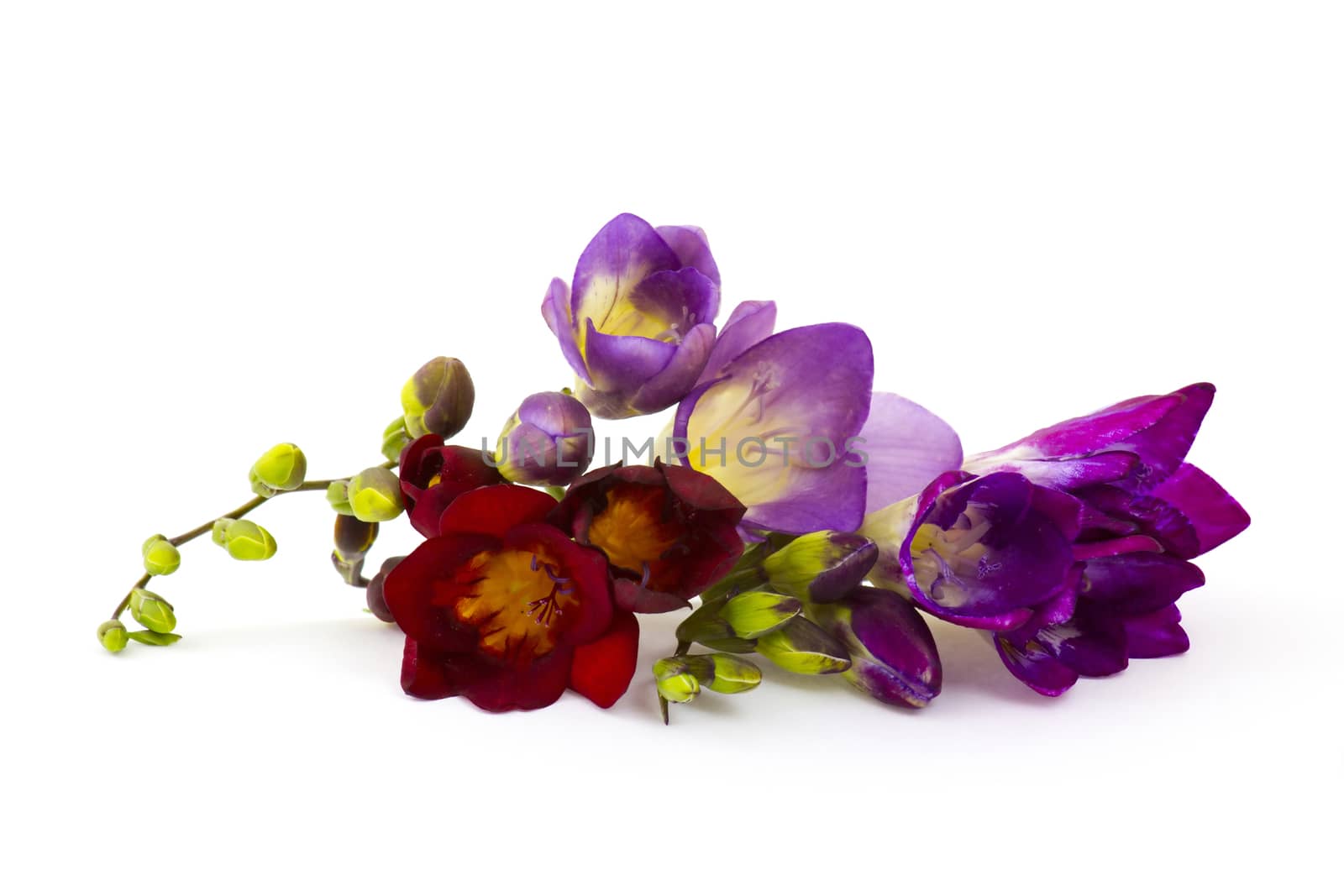 Blooming Freesia. Isolated on white background.