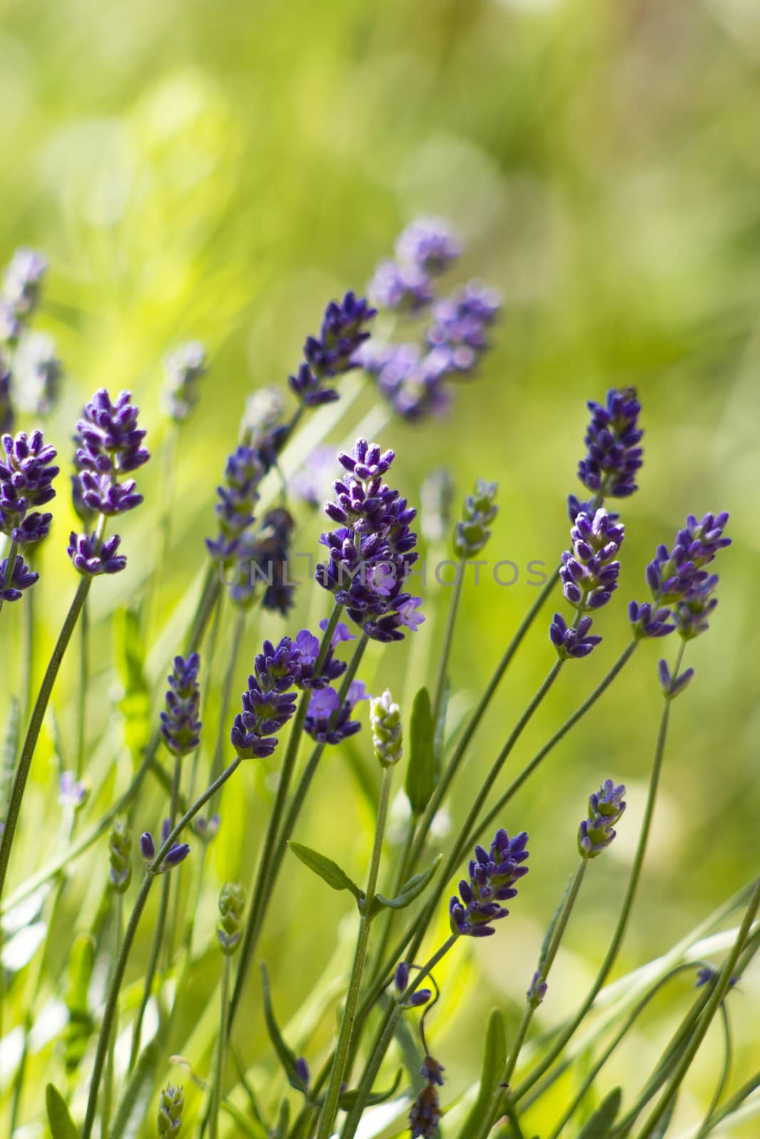 lavender flowers