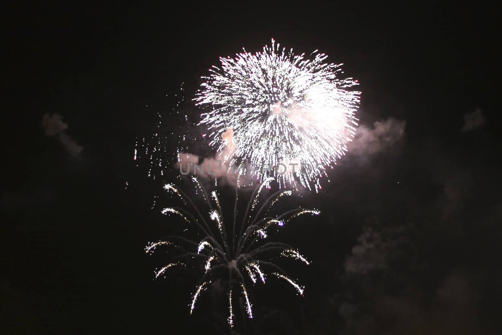 Colorful firework in the black night sky