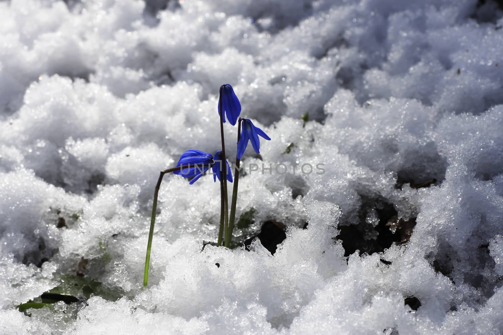 First Spring Flowers growing in the forest