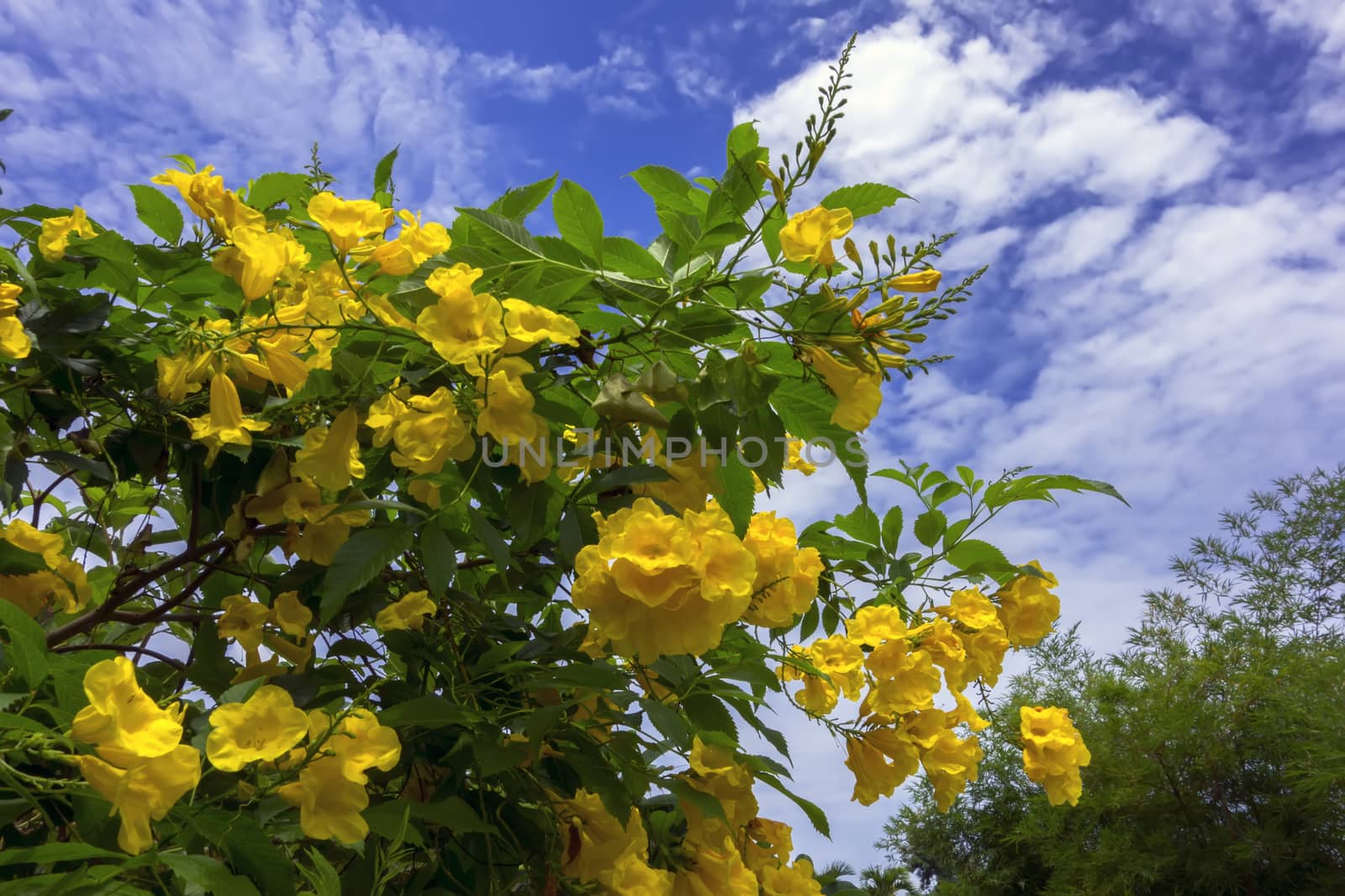 Tecoma Stans is species of flowering perennial shrub in  trumpet vine family.