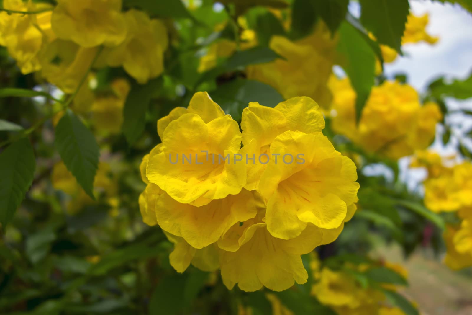 Tecoma Stans is species of flowering perennial shrub in  trumpet vine family.