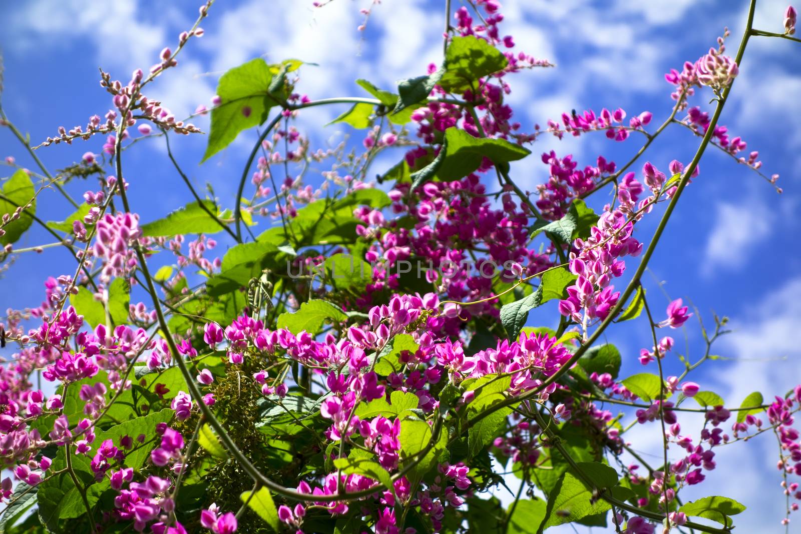 Wisteria, also spelled Wistaria or Wysteria. Thailand.