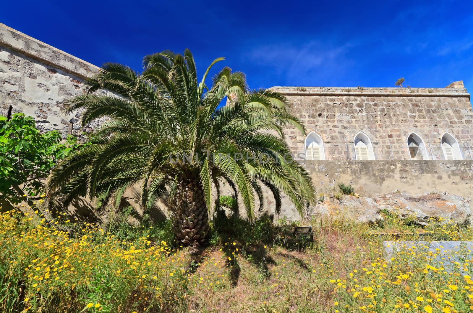 exterior of Carloforte walls with palm tree, Sardinia, italy