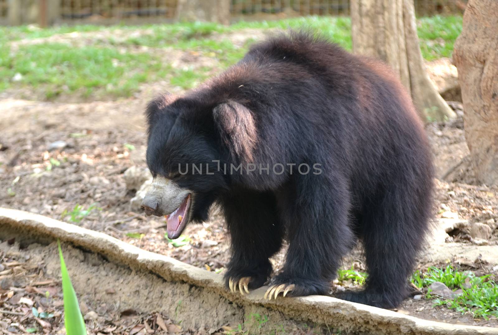 sloth bear or Melursus ursinus in zoo