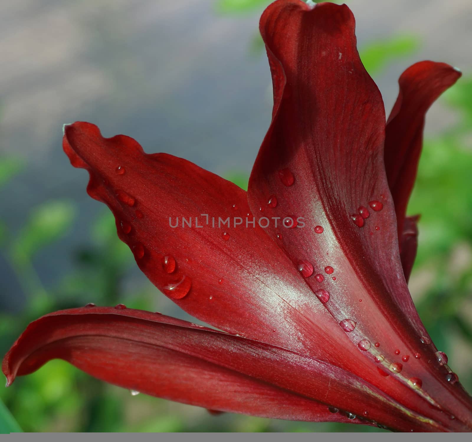 Beautiful Blossoms of Amaryllis flower  by ninun