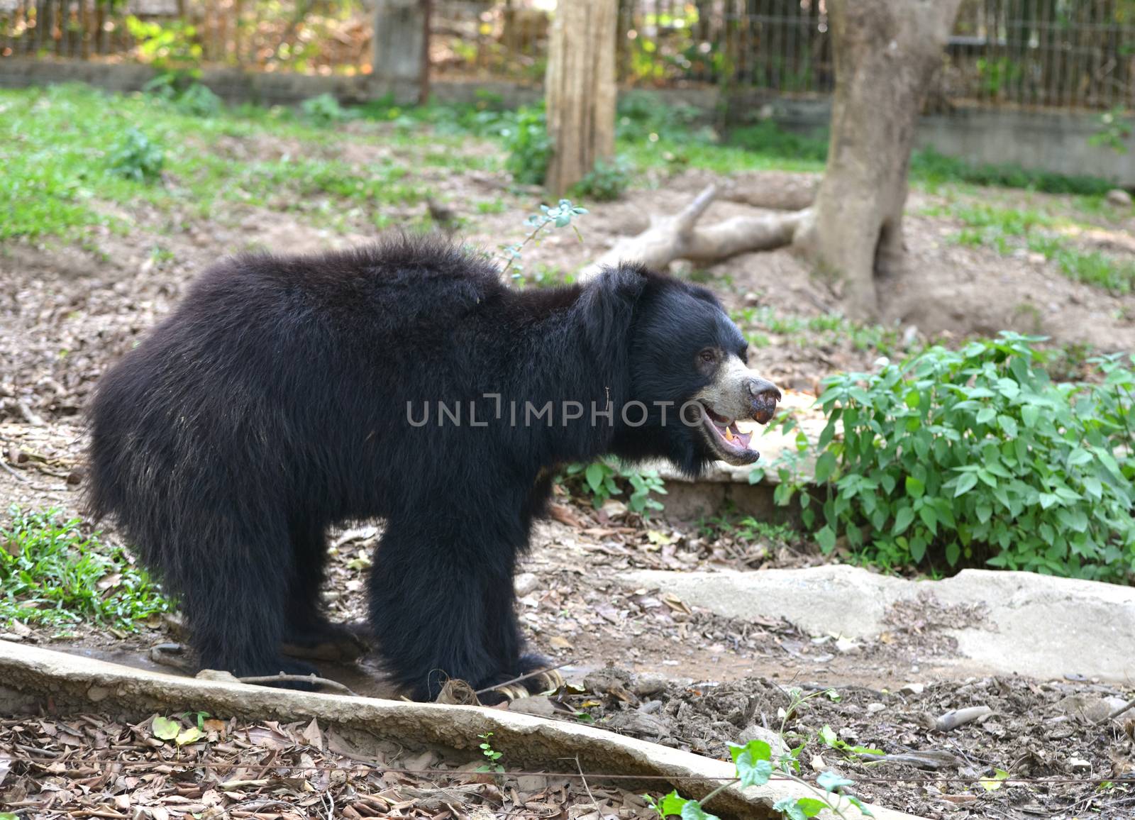 sloth bear or Melursus ursinus in zoo