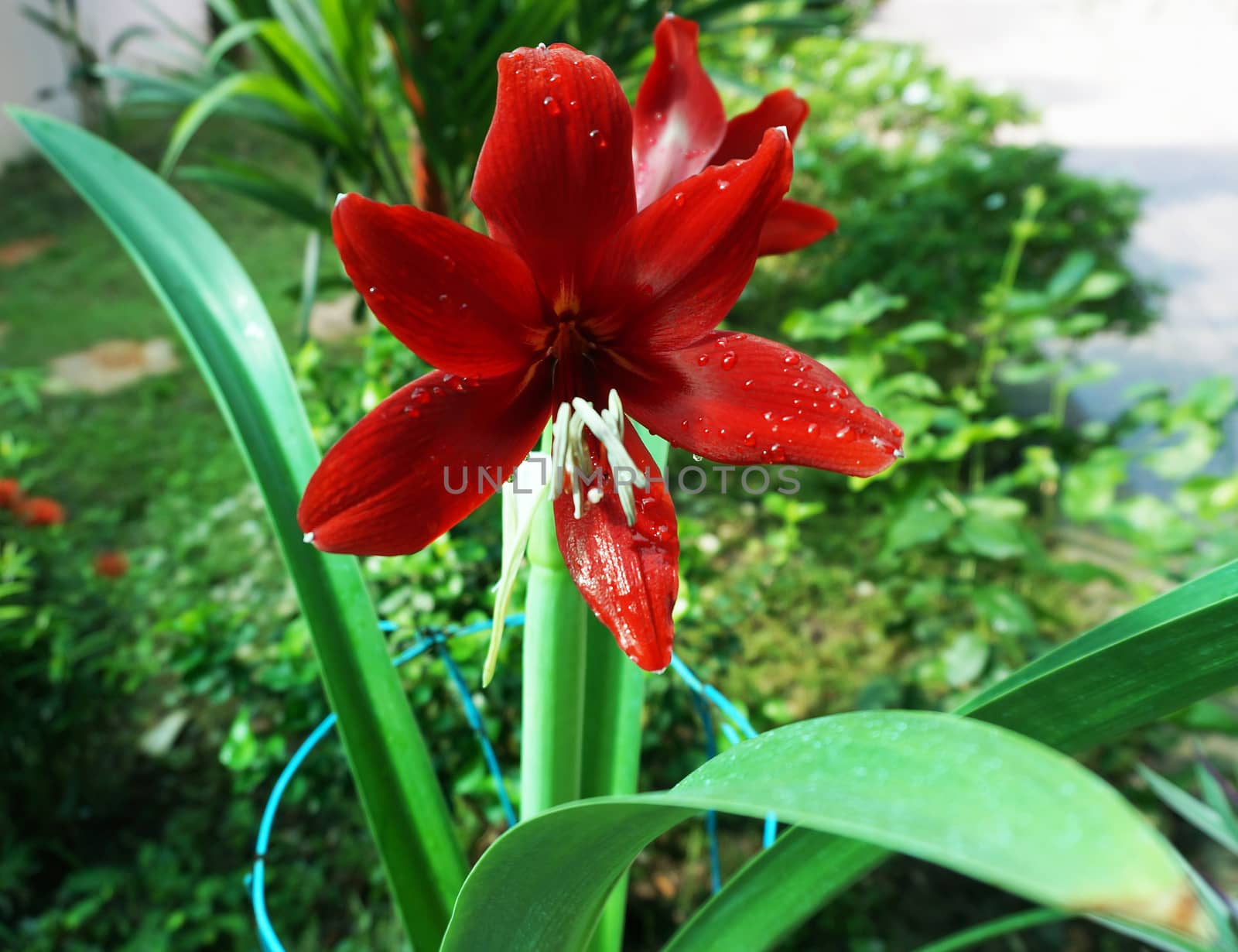 Hippeastrum full bloom, photographed from the side see the beauty pretty slick, bright colors of the flowers clearly.                                