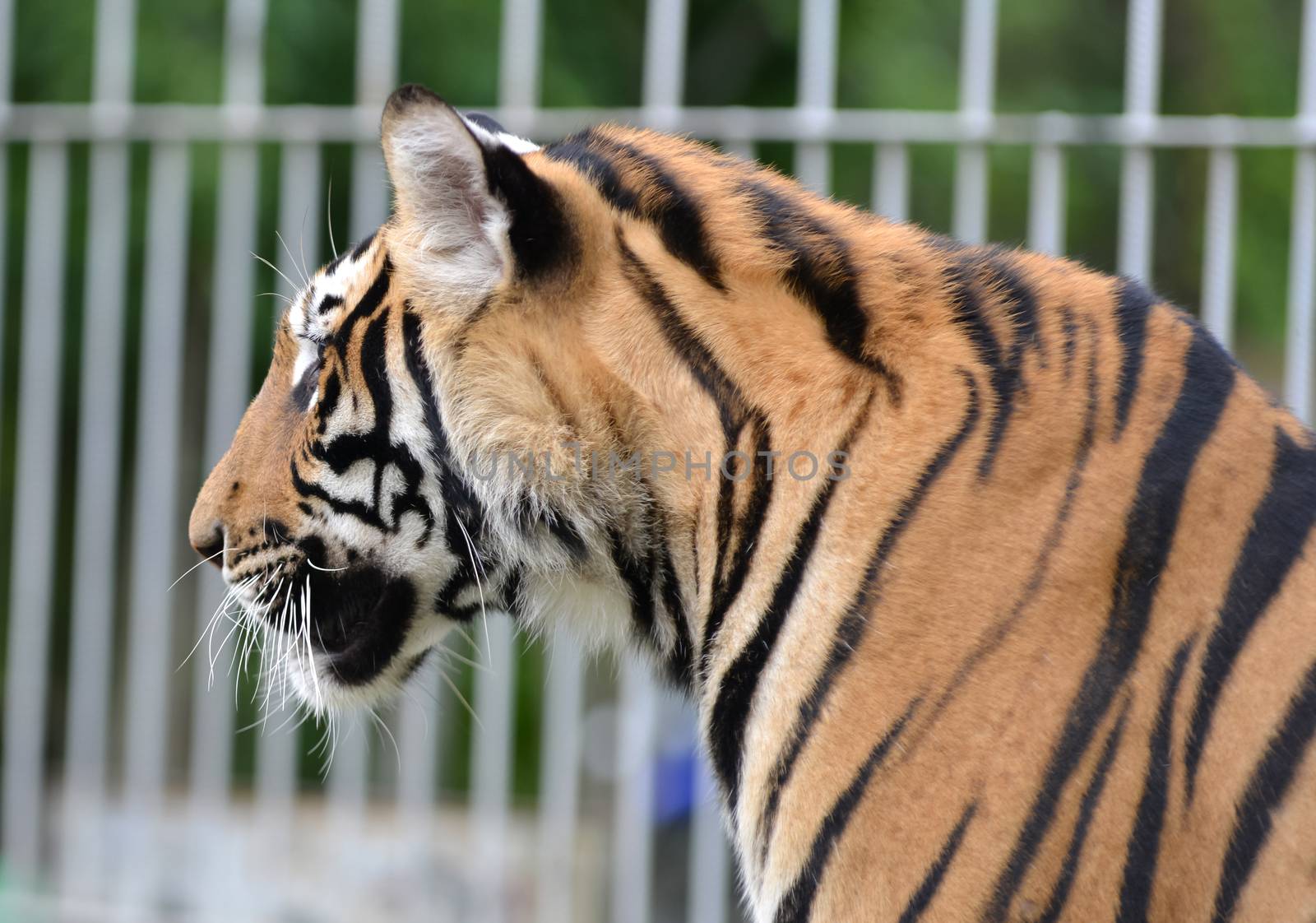 white tiger and cage in the background
