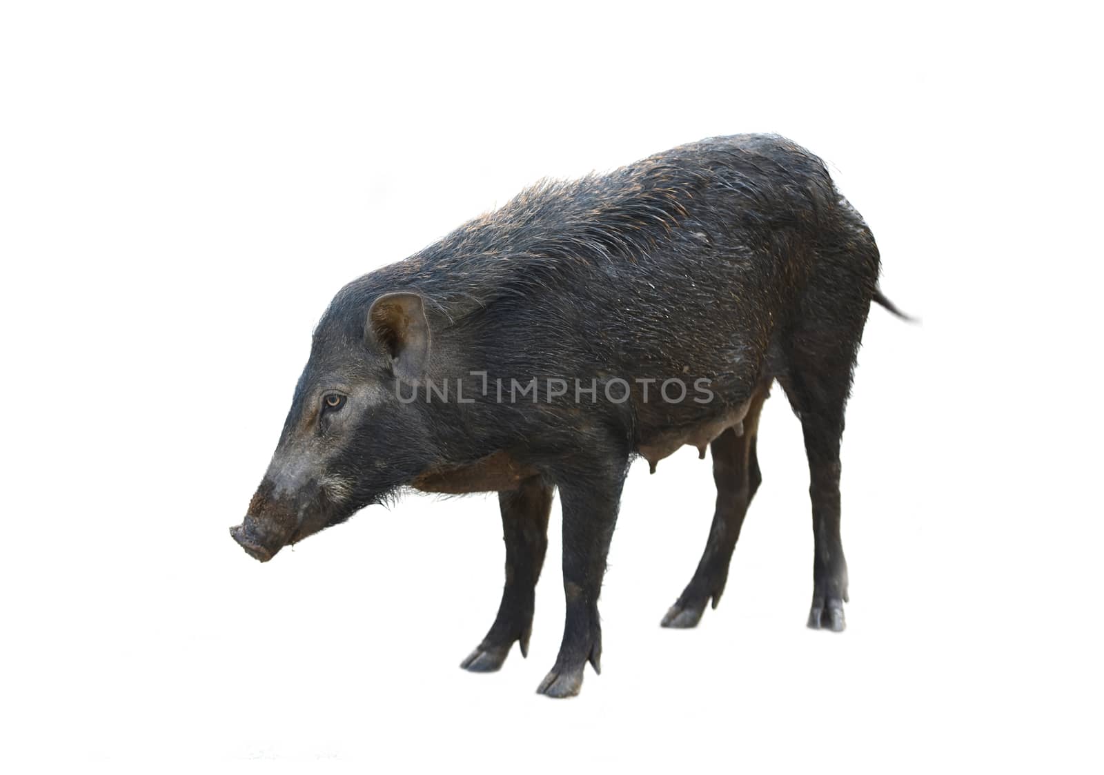 wild boar isolated on white background