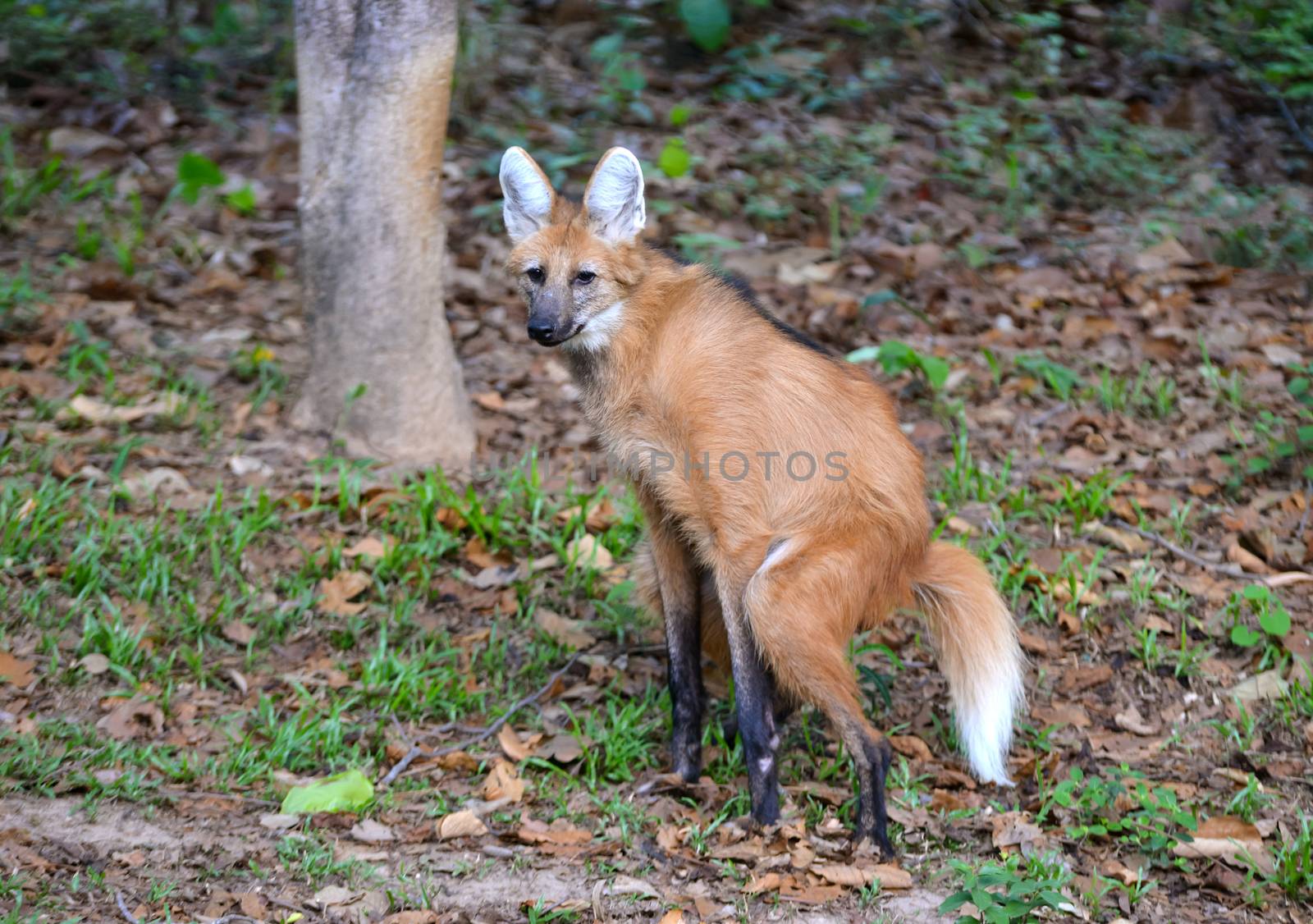 maned wolf in natuer