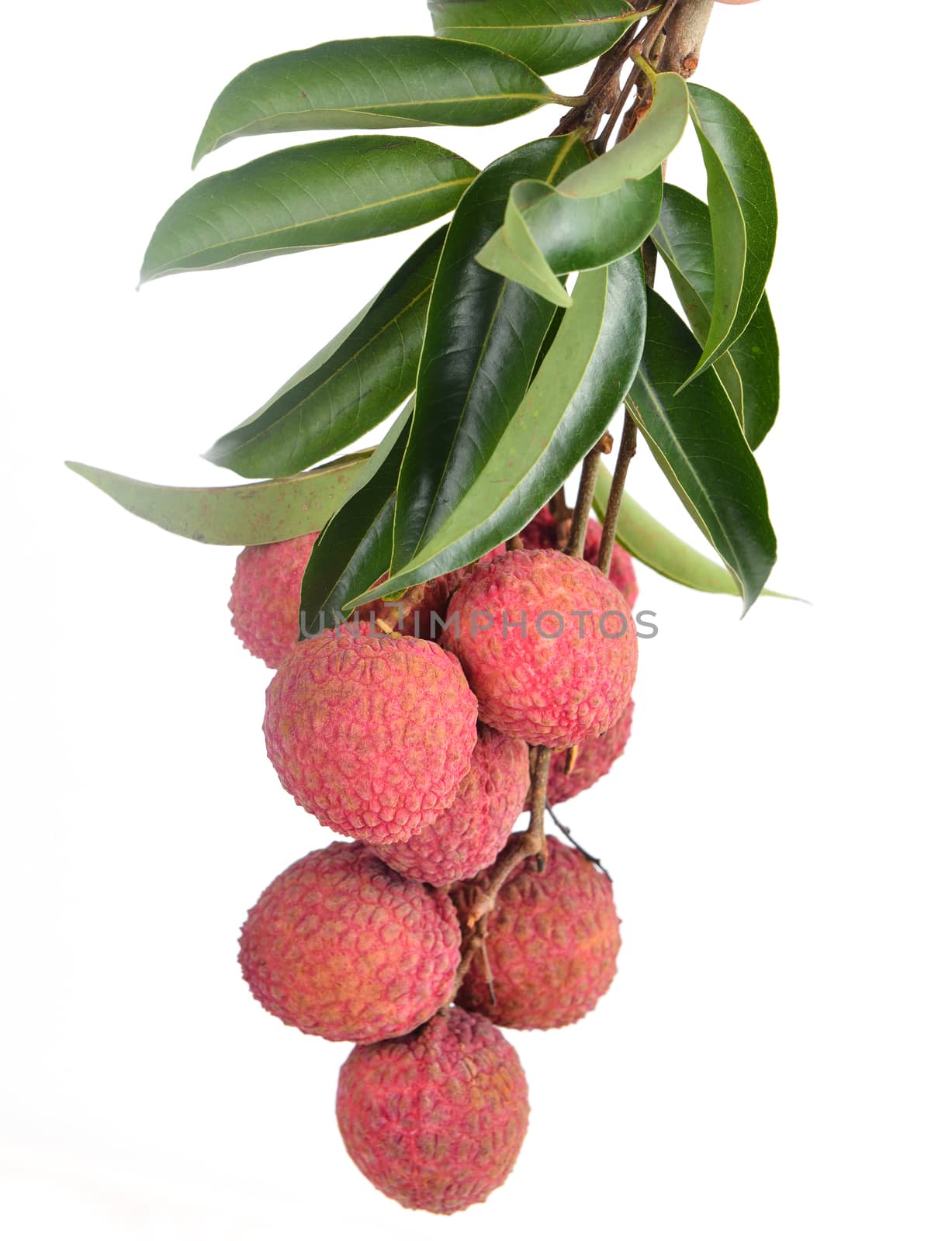 Fresh lychees isolated on white background