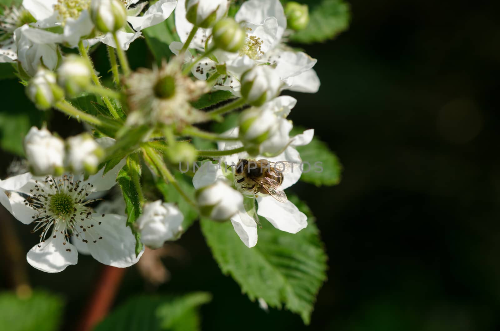 white blackberries florets fly small bees by sauletas