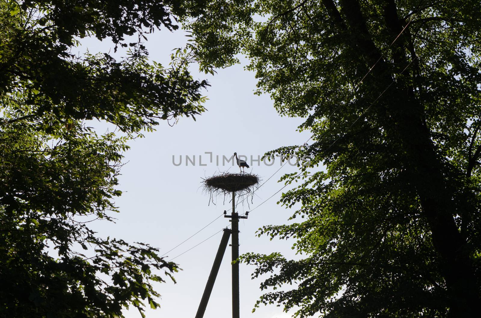 stork bird silhouette in nest electricity pole by sauletas