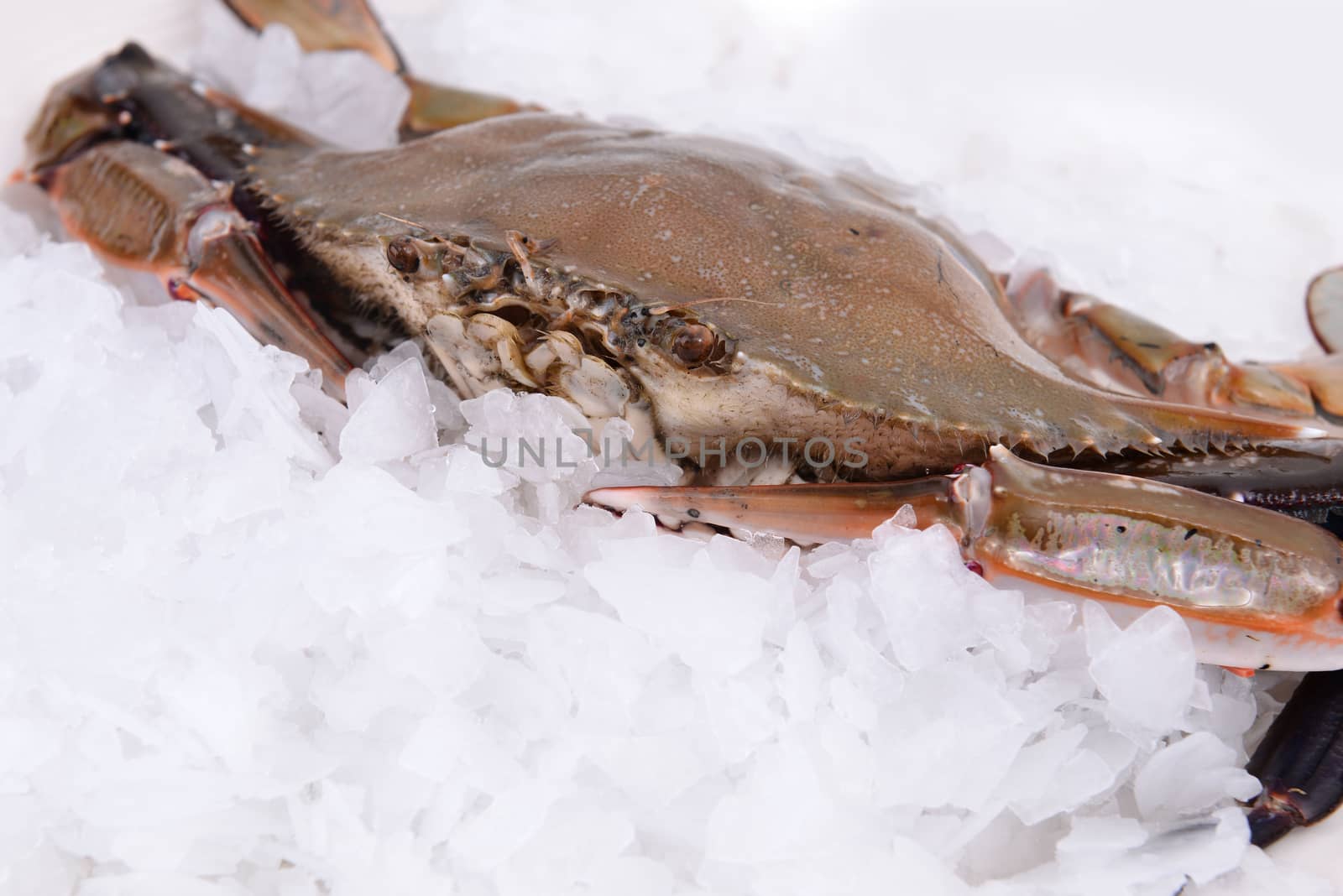 a crab freeze in ice
