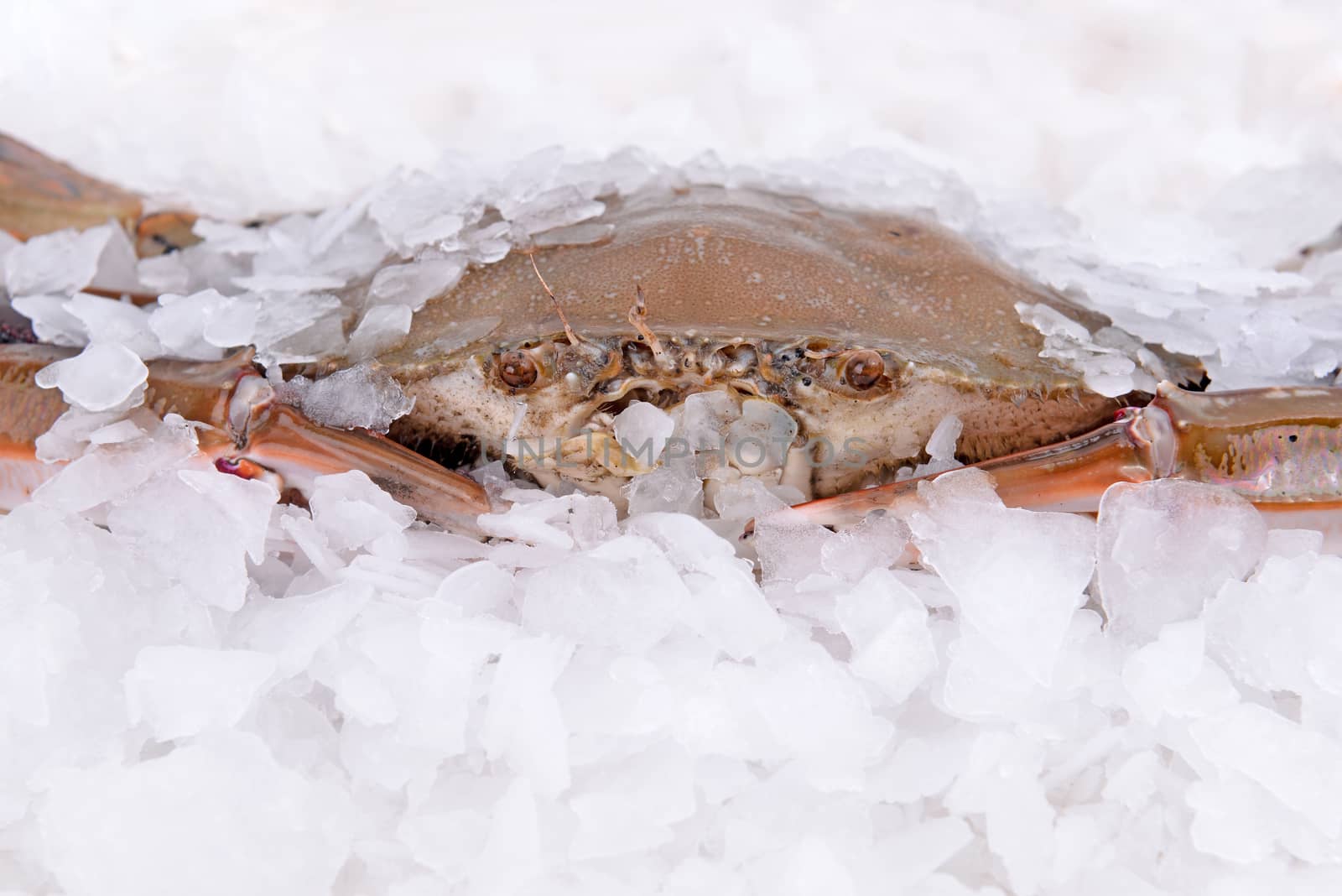 a crab freeze in ice
