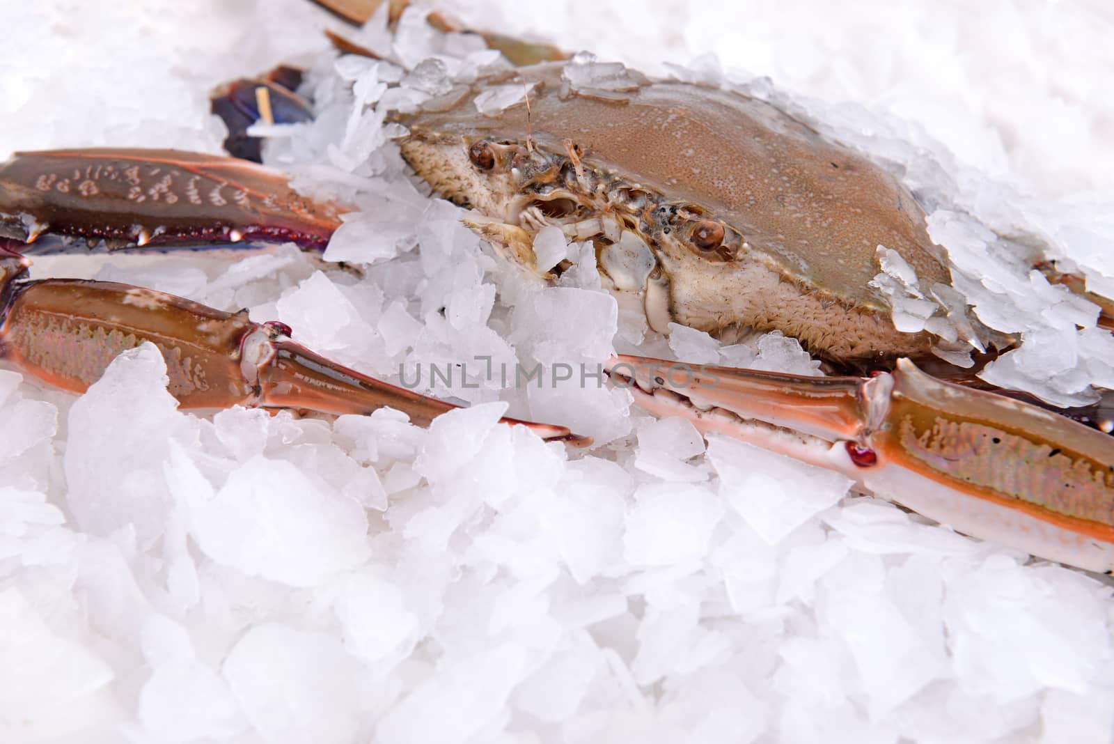 a crab freeze in ice