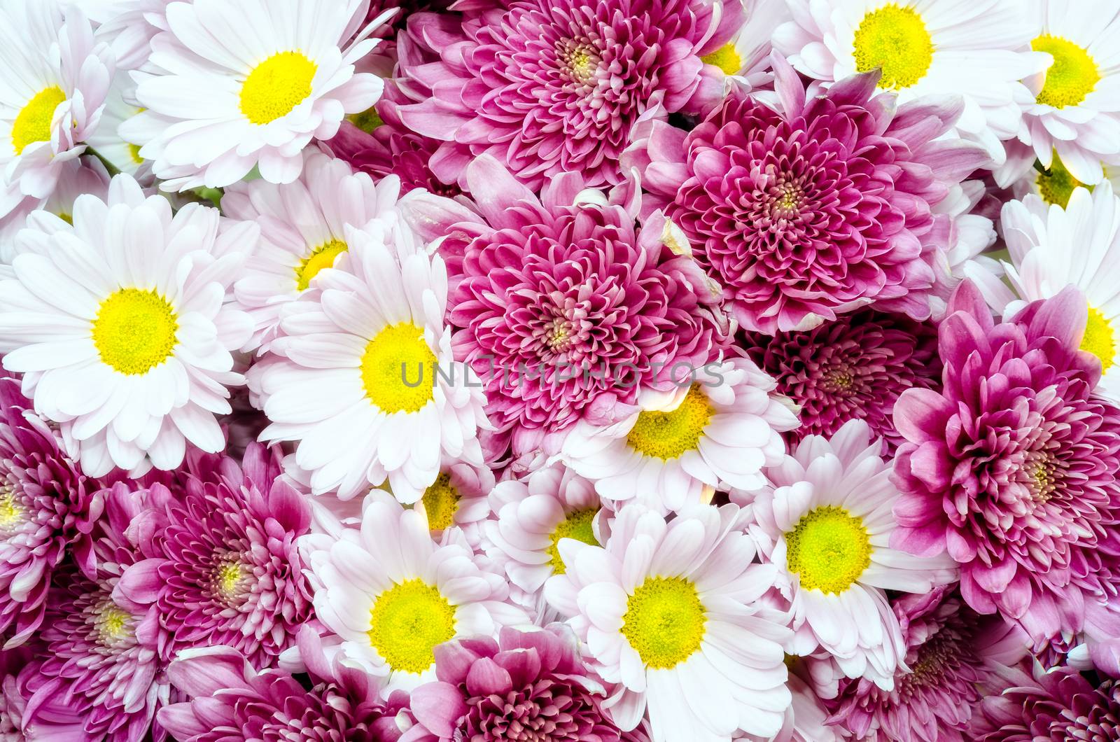 Bouquet of beautiful colorful ox-eye-daisy and chrysanthemum flowers