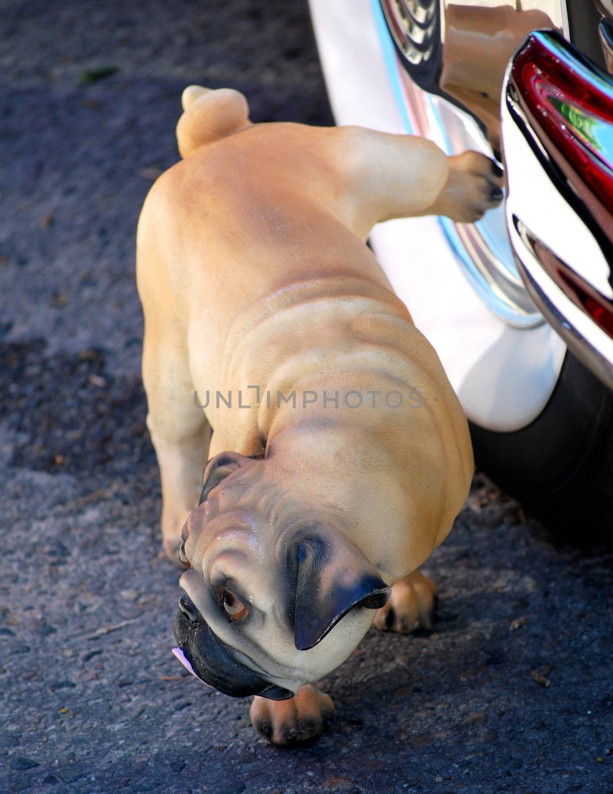 Pug urinating on the whitewall tire of a classic automobile.