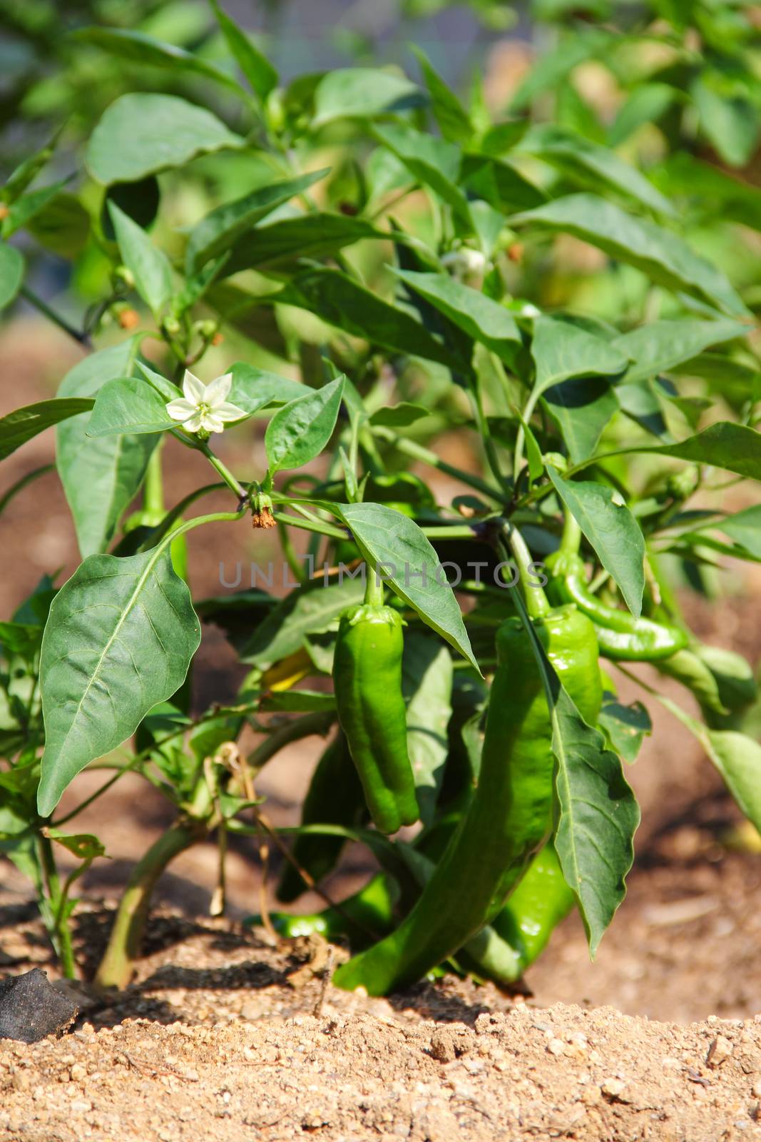 Green pepper plant with fruits in garden outdoors