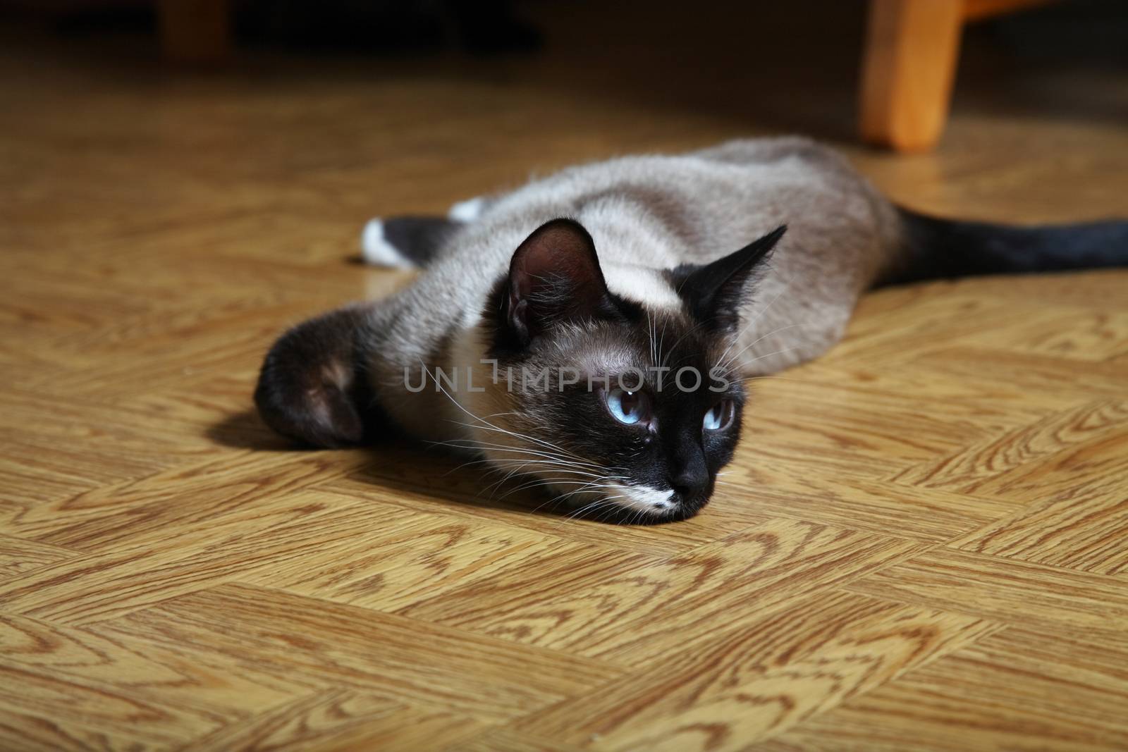 Young female Snowshoe Lynx Point Siamese laying on diningroom floor.  Beautiful and rare Siamese breed.