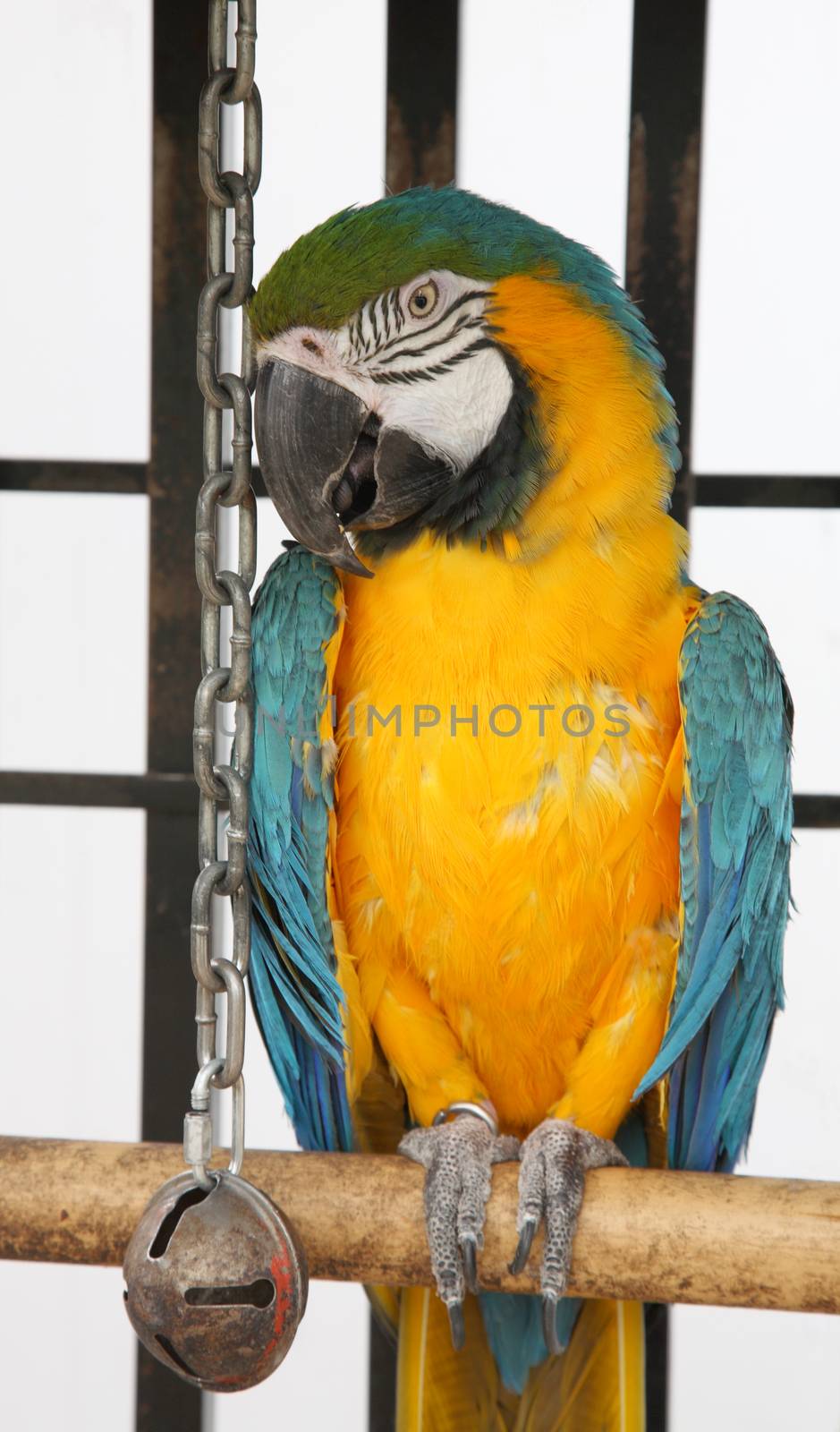 A slightly scruffy, blue & yellow macaw in captivity.