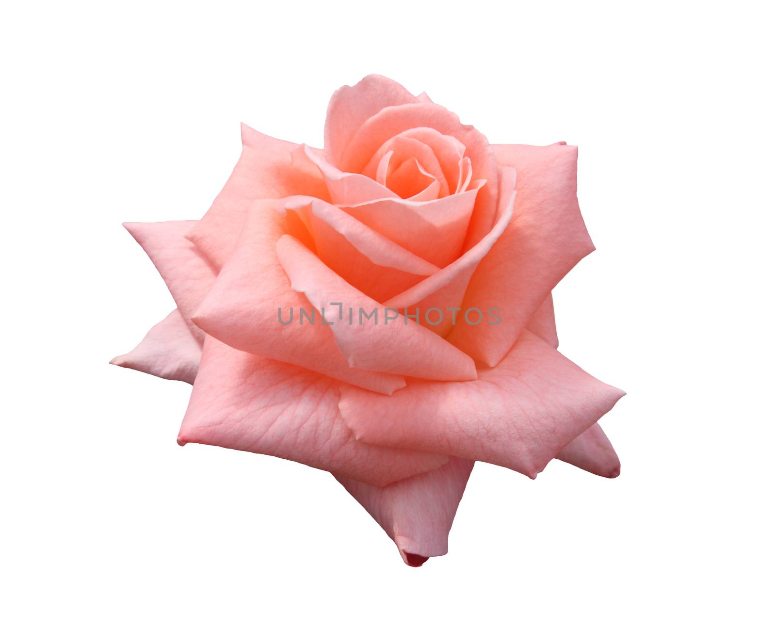 Beautiful pink, isolated, Lady Di grandiflora hybrid rose blossom.